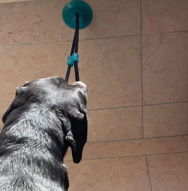 Interactive Suction Cup Dog Toy
