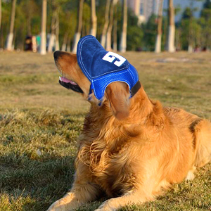 dog hat, dog baseball cap, dog hats with ear holes, baseball cap for dogs, pet hat