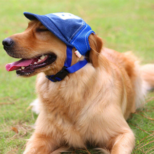 dog hat, dog baseball cap, dog hats with ear holes, baseball cap for dogs, pet hat