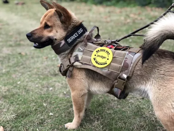 German Shepherd Patches Ready to Attach to Dog Vest / Harness. Dog