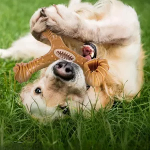 indestructible dog toy, dog chew stick, wooden dog toy, dog teeth cleaning toy